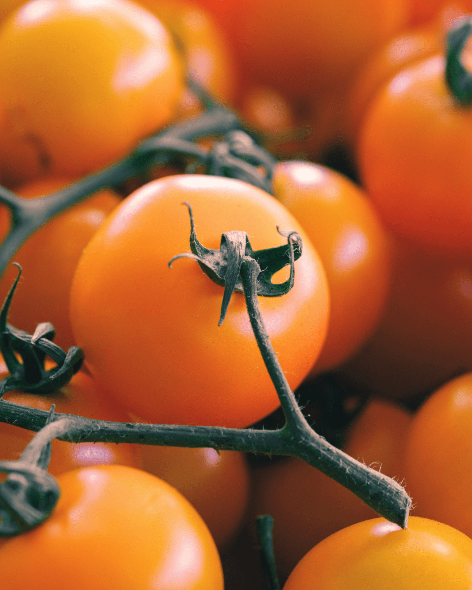 Sun Gold Orange Cherry Tomato - LandscapeDirect