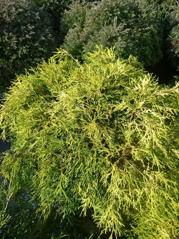 Sungold False Cypress - LandscapeDirect