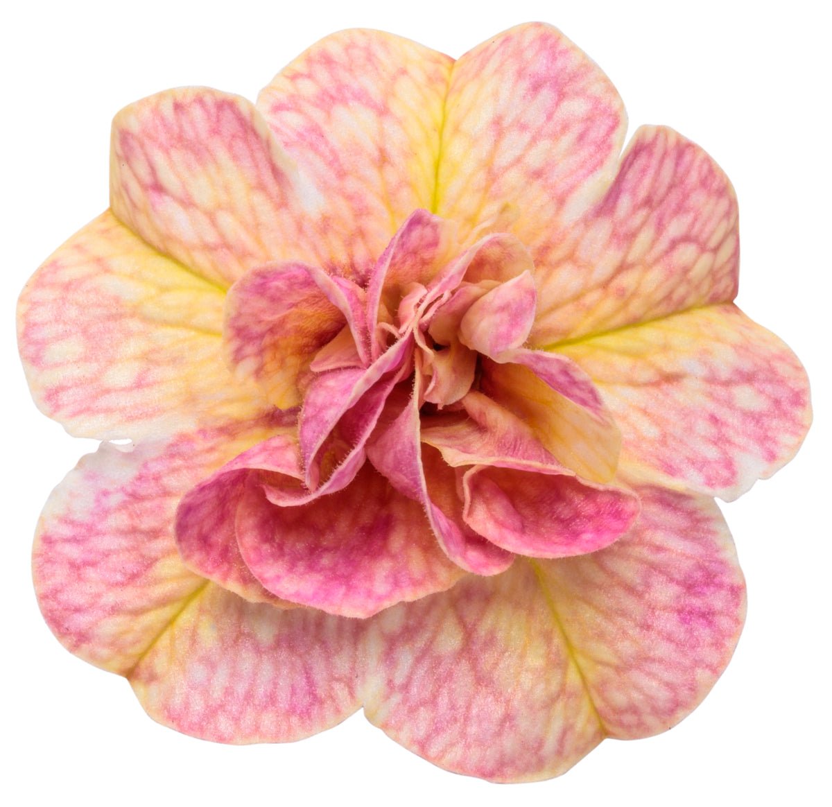 Superbells Magic® Double Grapefruit Calibrachoa – LandscapeDirect