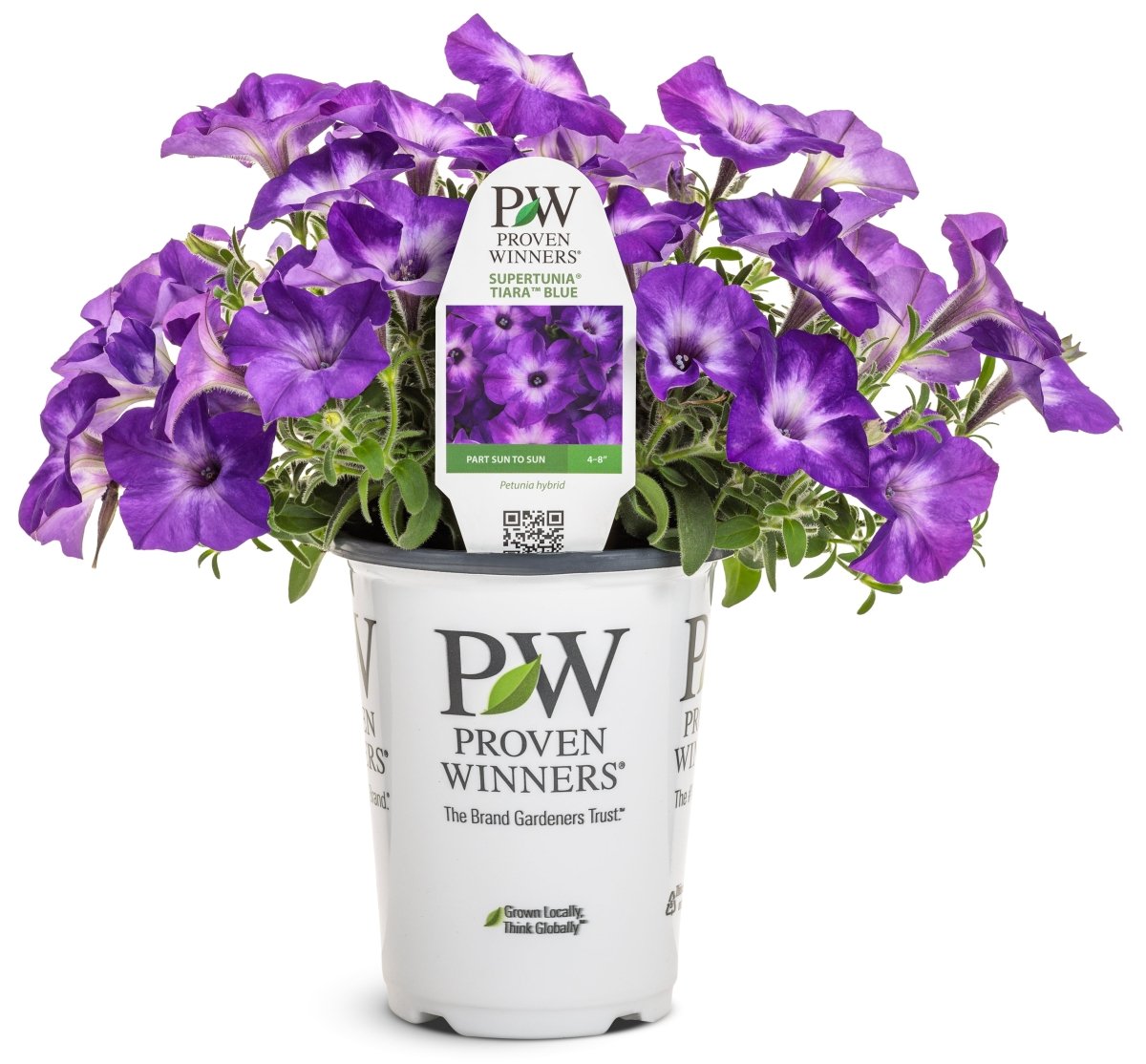 Supertunia Tiara Blue Petunia – LandscapeDirect