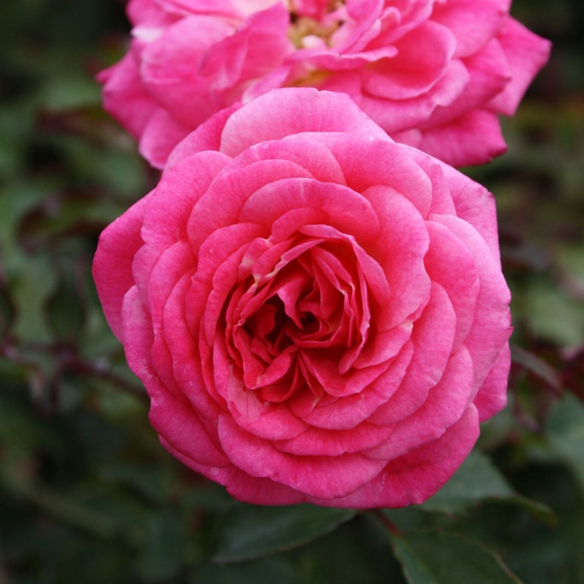 Sweet Drift Rose - LandscapeDirect