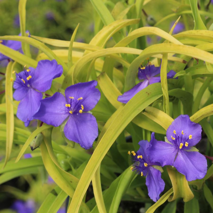 Sweet Kate Spiderwort - LandscapeDirect