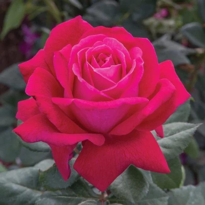 Sweet Spirit Grandiflora Rose - LandscapeDirect