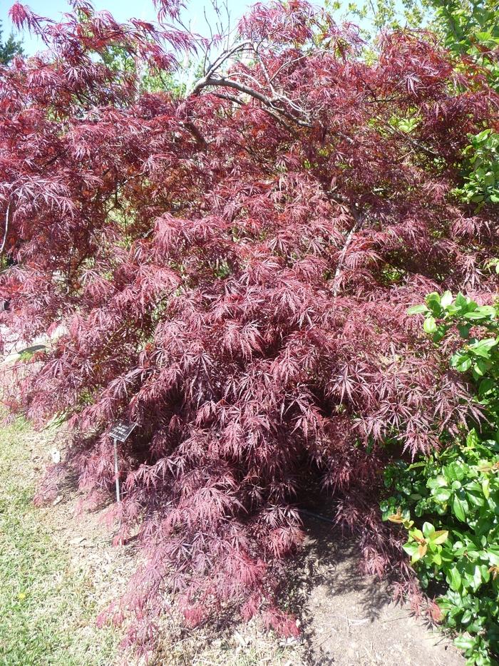 Tamukeyama Laceleaf Japanese Maple - LandscapeDirect