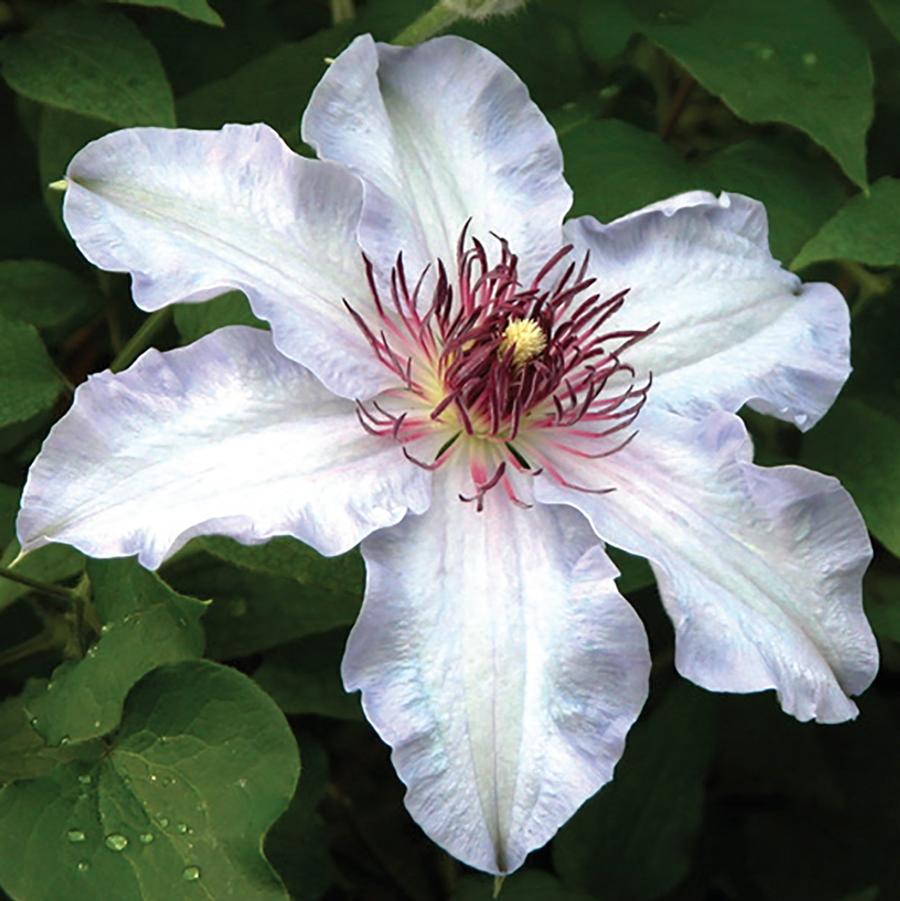 The First Lady Clematis - LandscapeDirect