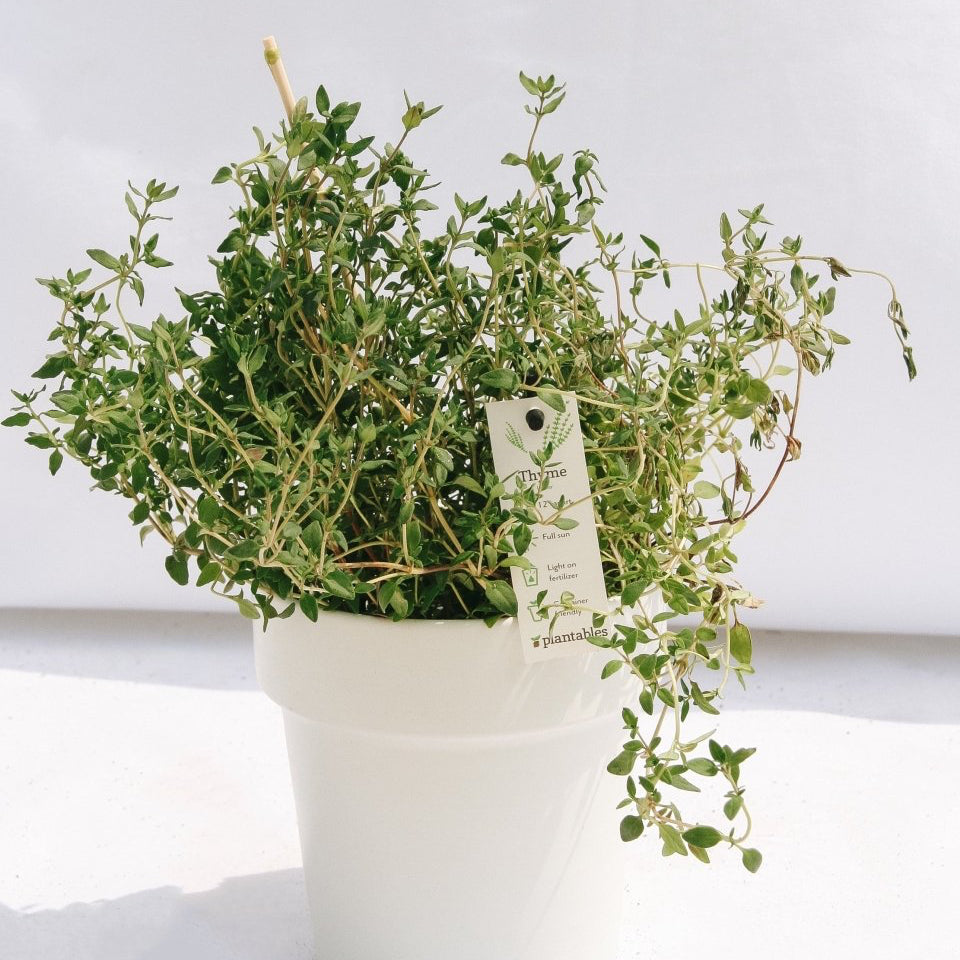 Thyme – LandscapeDirect