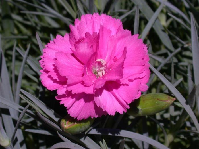 Tickled Pink Pinks - LandscapeDirect