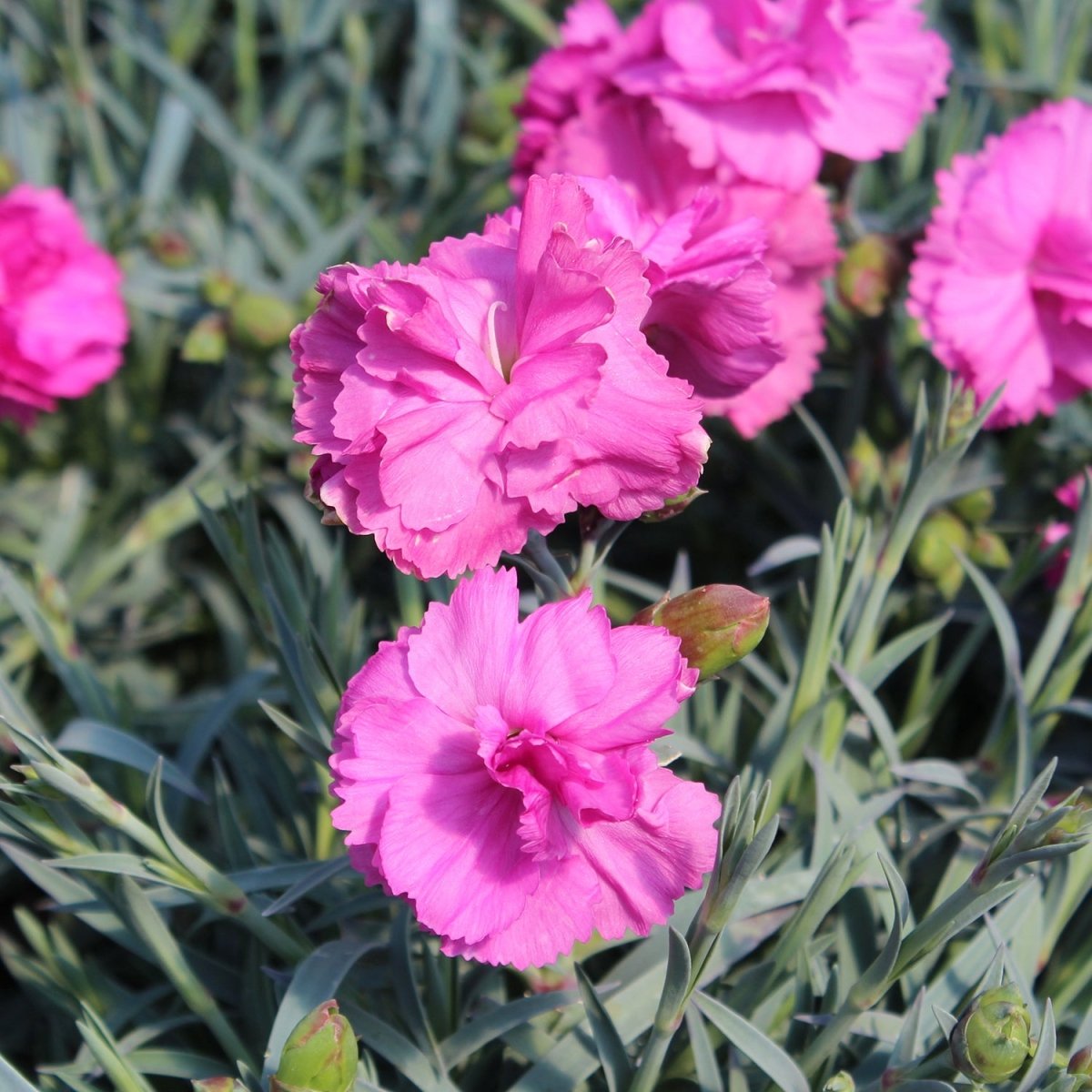 Tickled Pink Scent First Pinks - LandscapeDirect