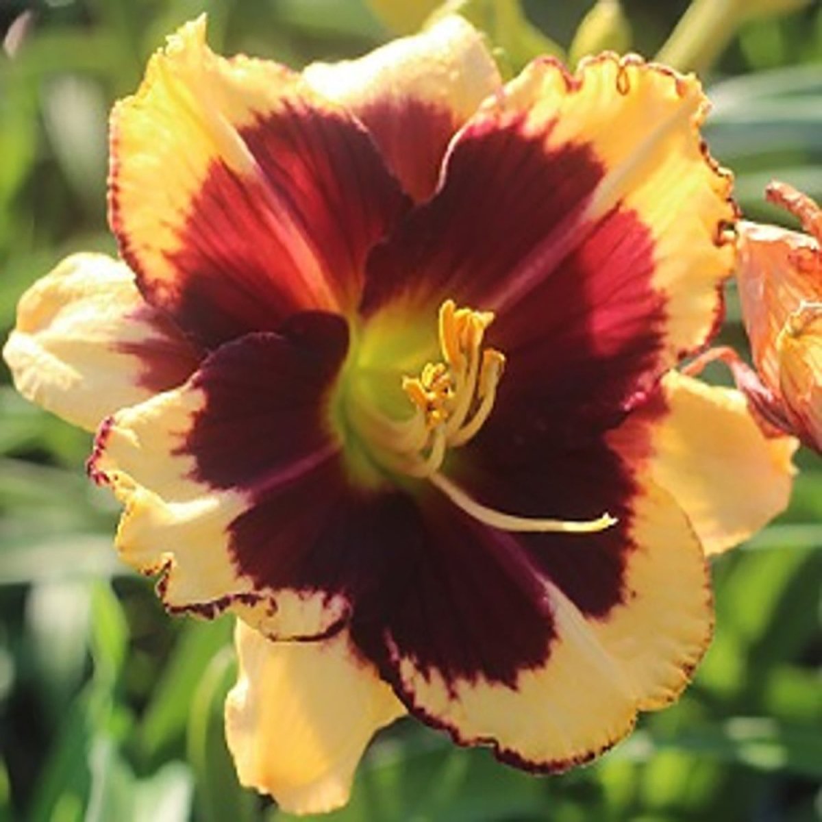 Tiger Blood Daylily - LandscapeDirect