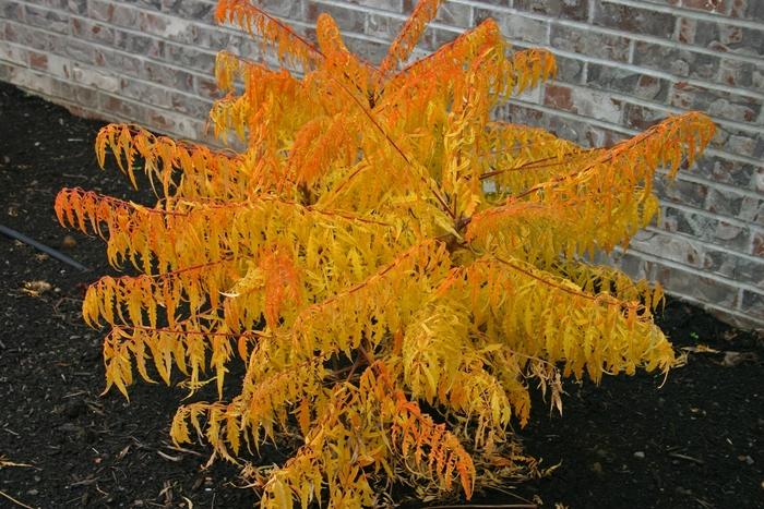 Tiger Eyes Sumac - LandscapeDirect
