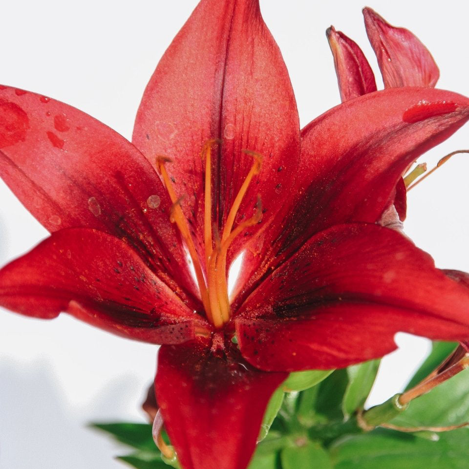 Petite lys fusée – LandscapeDirect