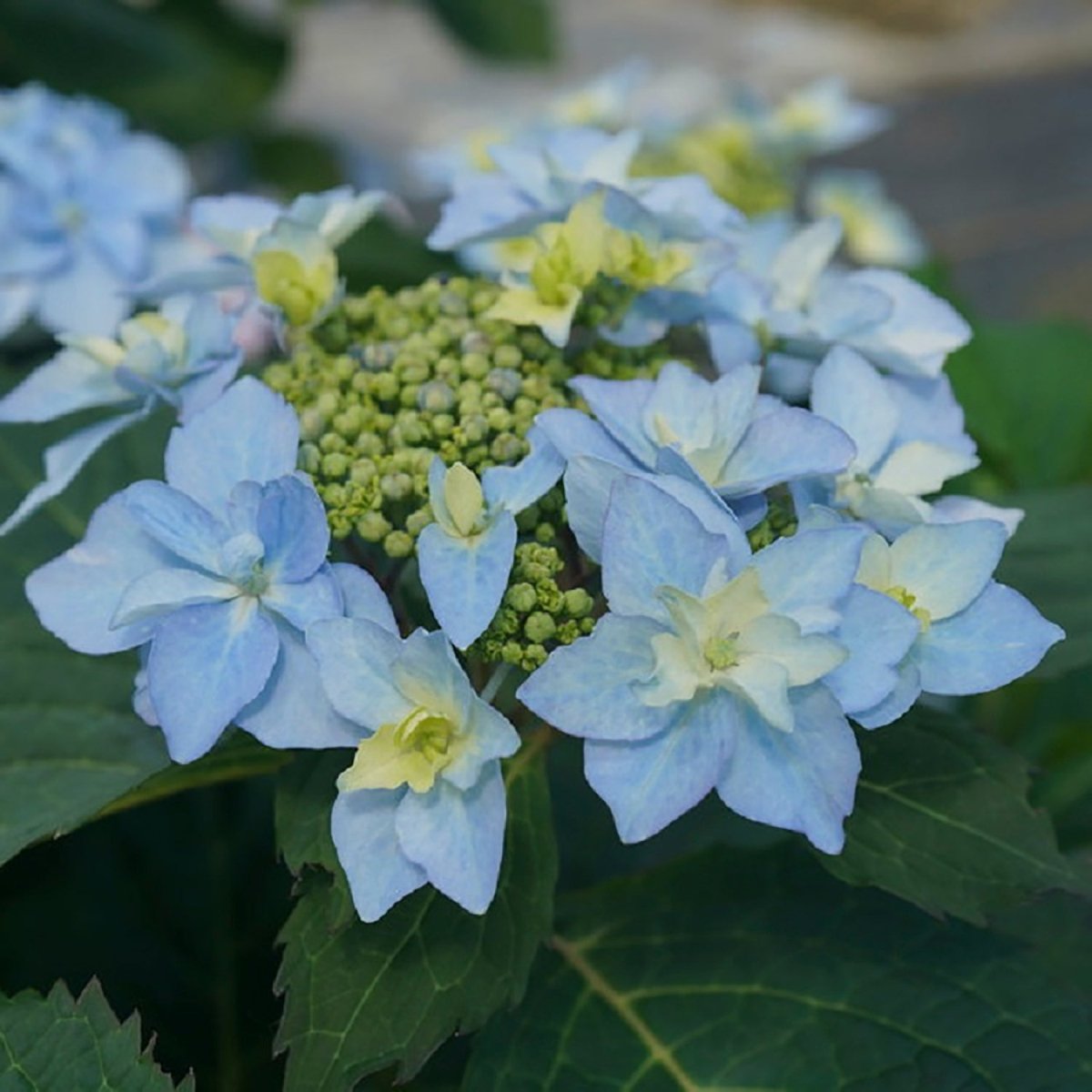 Tuff Stuff Ah-Ha Reblooming Mountain Hydrangea – LandscapeDirect
