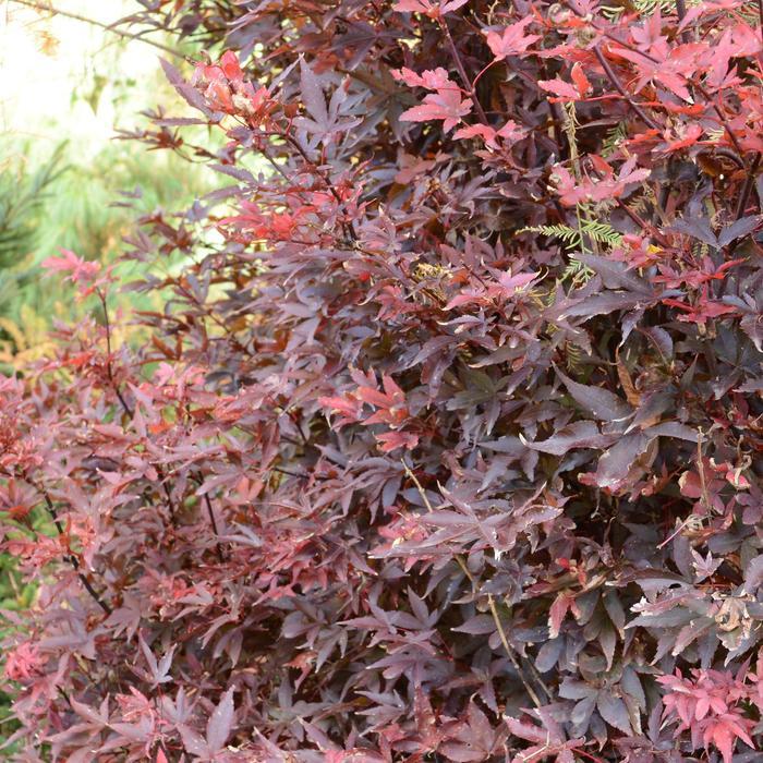 Twombly's Red Sentinel Japanese Maple - LandscapeDirect