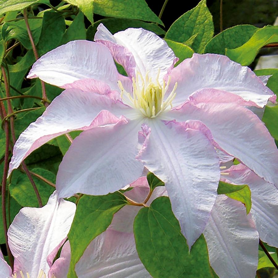 Vancouver Morning Mist Clematis - LandscapeDirect