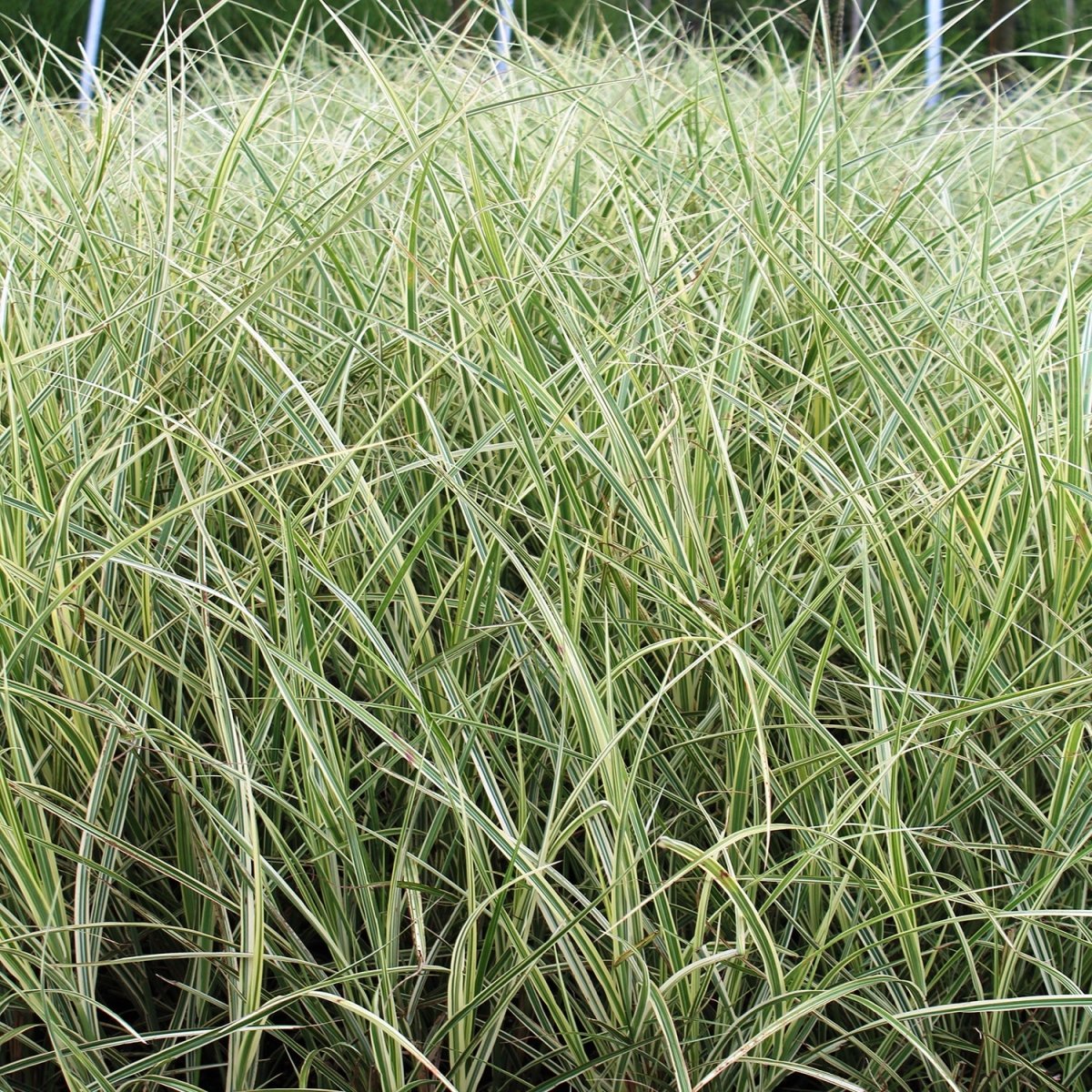 Variegated Maiden Grass - LandscapeDirect