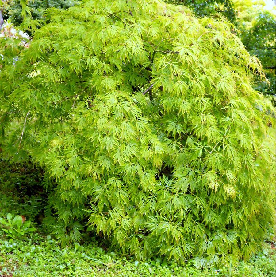 Viridis Laceleaf Japanese Maple - LandscapeDirect