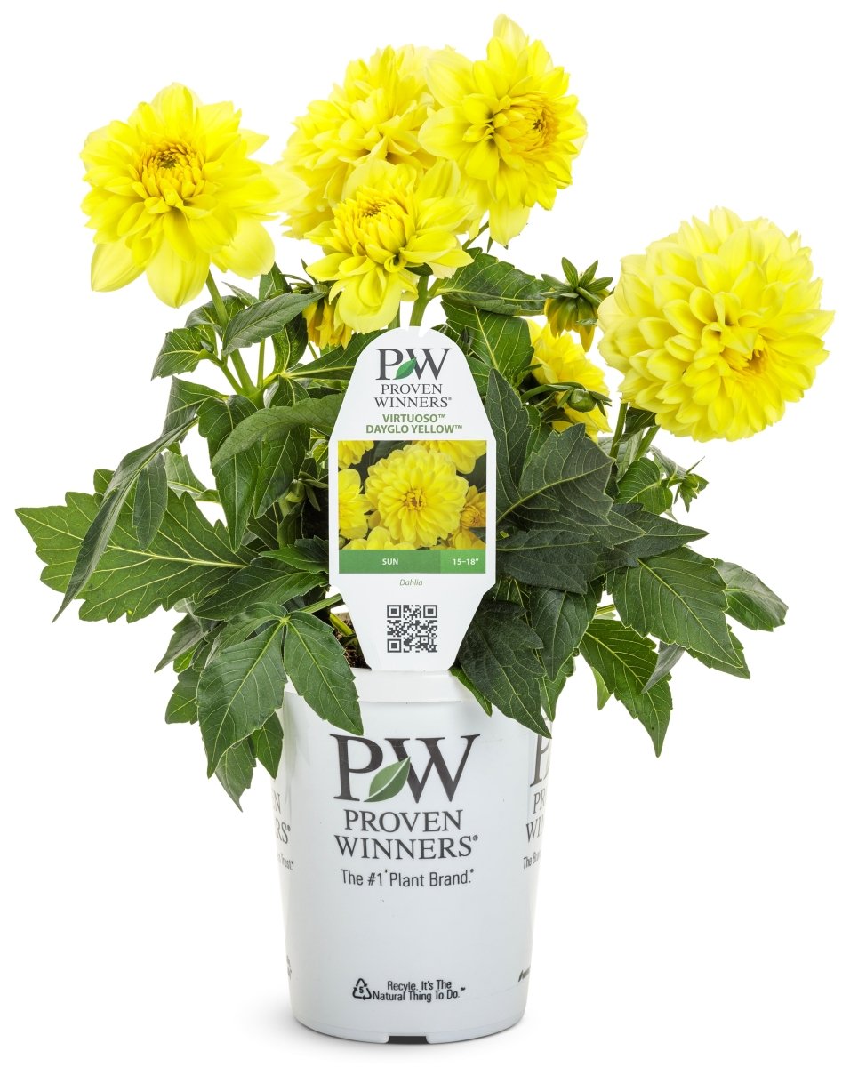 Virtuoso Dayglo Yellow Dahlia – LandscapeDirect