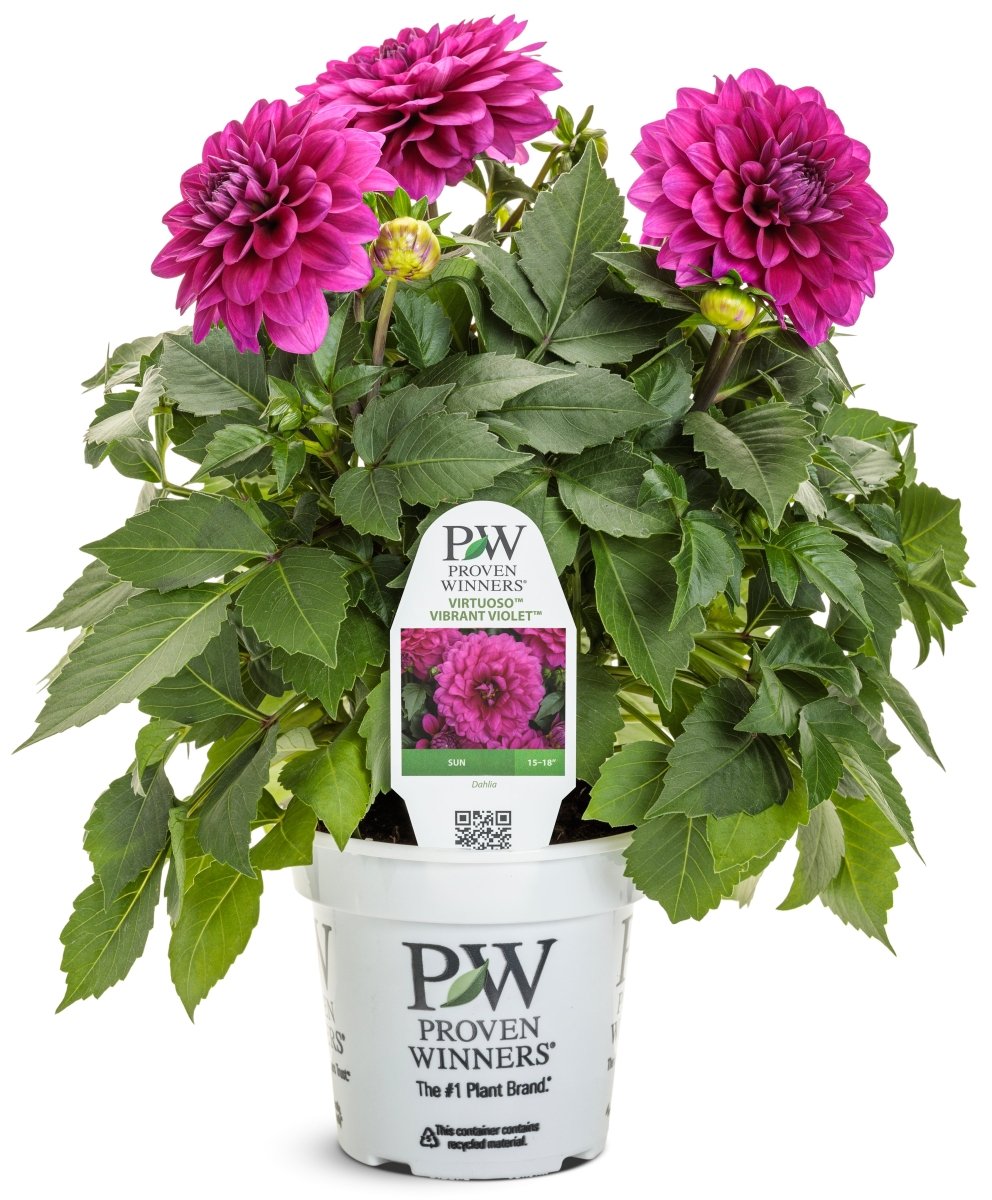 Virtuoso Vibrant Violet Dahlia - LandscapeDirect