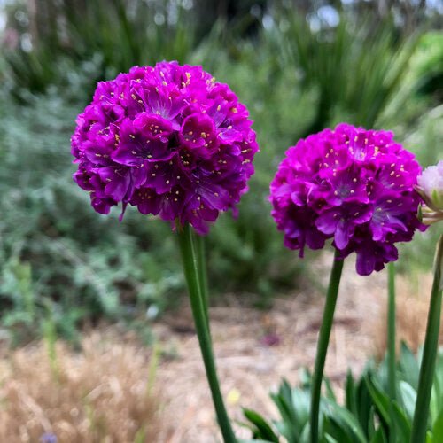 Vivid Dream Sea Thrift – LandscapeDirect