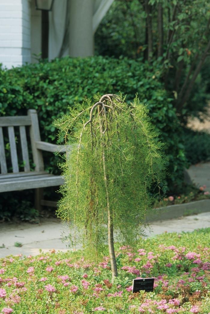Walker's Weeping Peashrub - LandscapeDirect