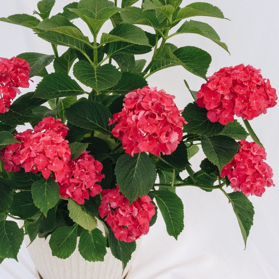 Wee Bit Grumpy Bigleaf Hydrangea - LandscapeDirect