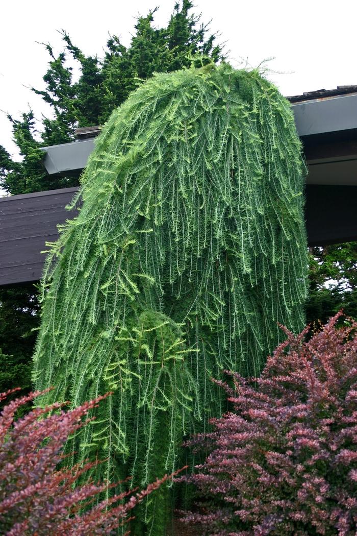 Weeping European Larch - LandscapeDirect