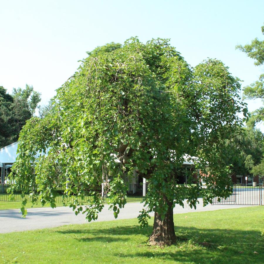 Weeping Mulberry (Fruiting) - LandscapeDirect