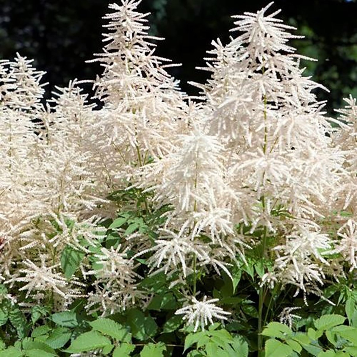 Whirlwind Goat's Beard - LandscapeDirect