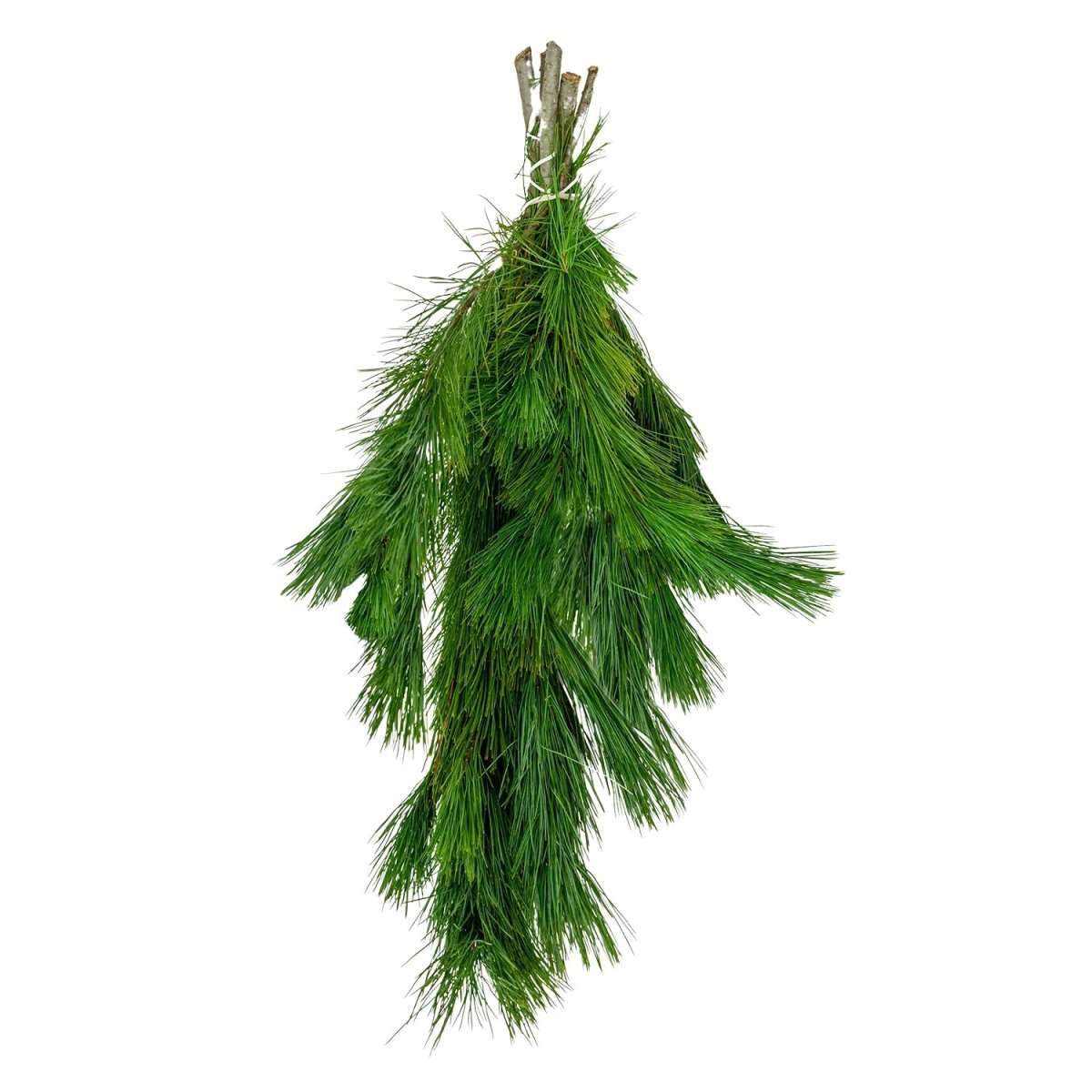 White Pine Boughs - LandscapeDirect