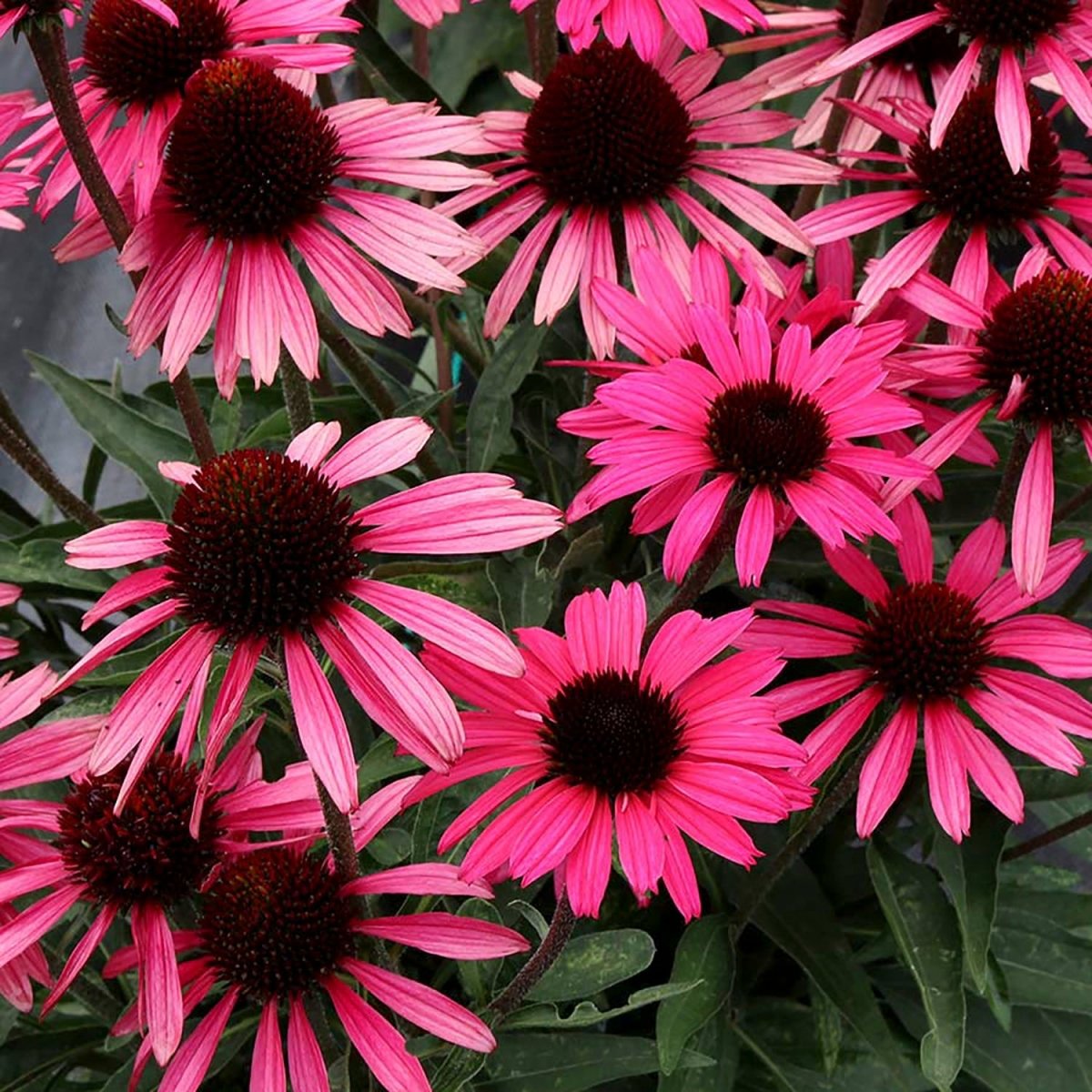 Wicked Dark Shadows Coneflower - LandscapeDirect