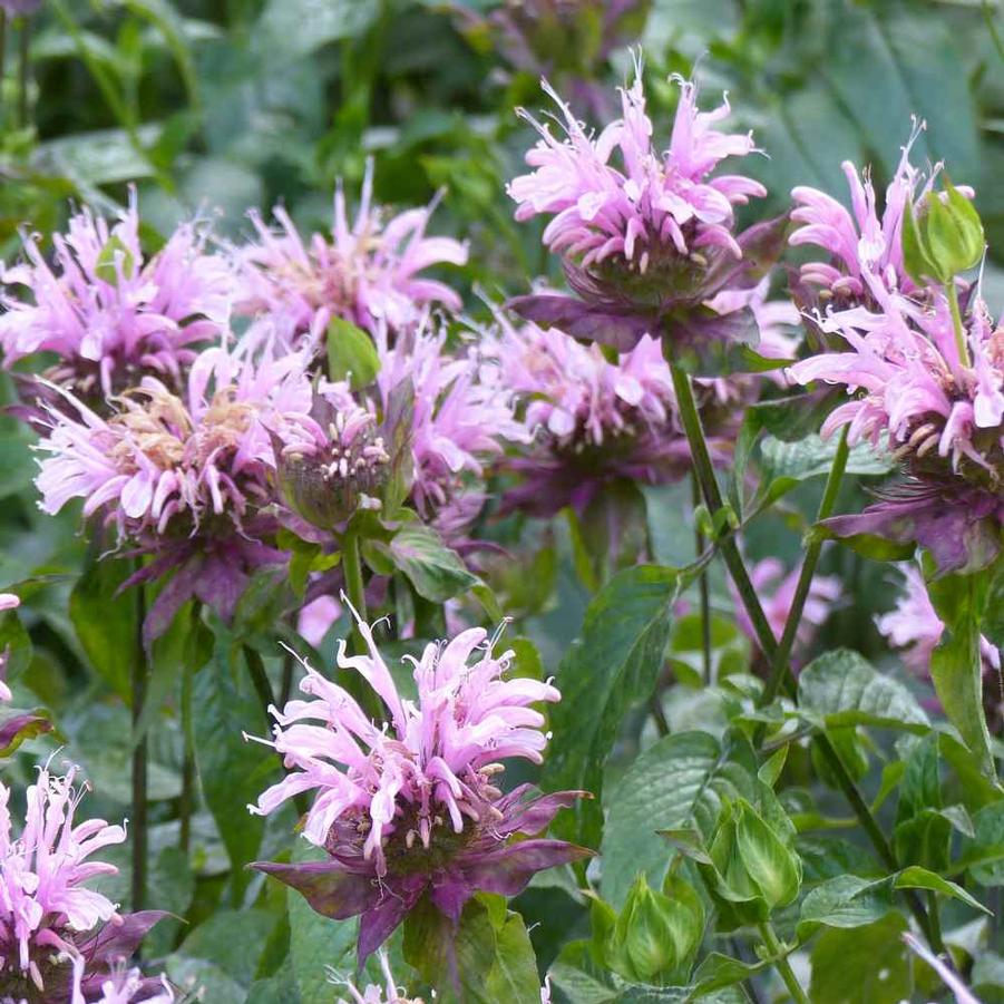 Wild Bergamot - LandscapeDirect