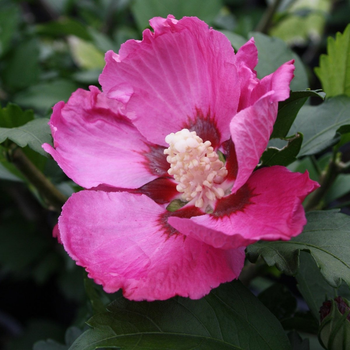 Woodbridge Rose of Sharon – LandscapeDirect
