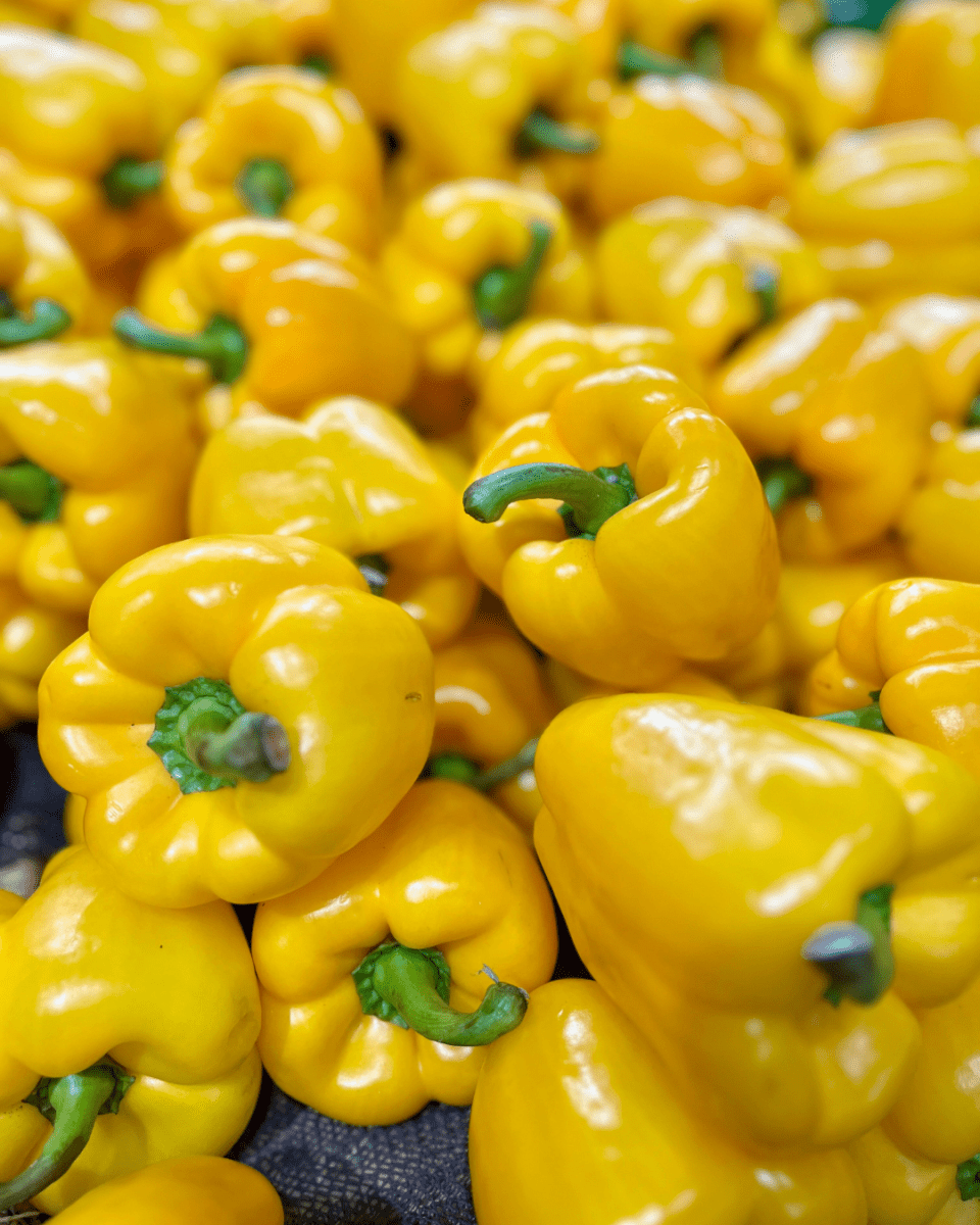 Yellow Bell Pepper - LandscapeDirect