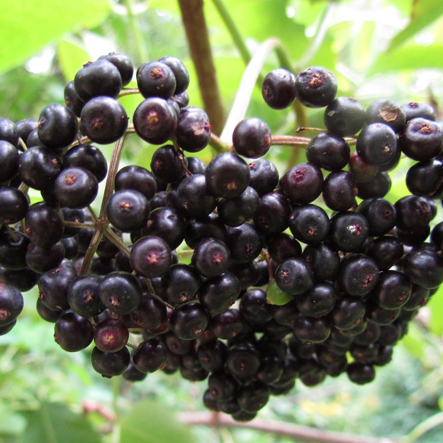York Elderberry - LandscapeDirect