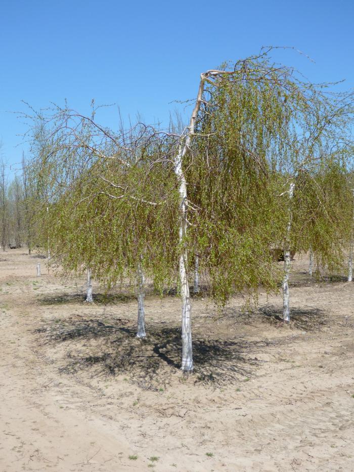 Young's Weeping Birch - LandscapeDirect