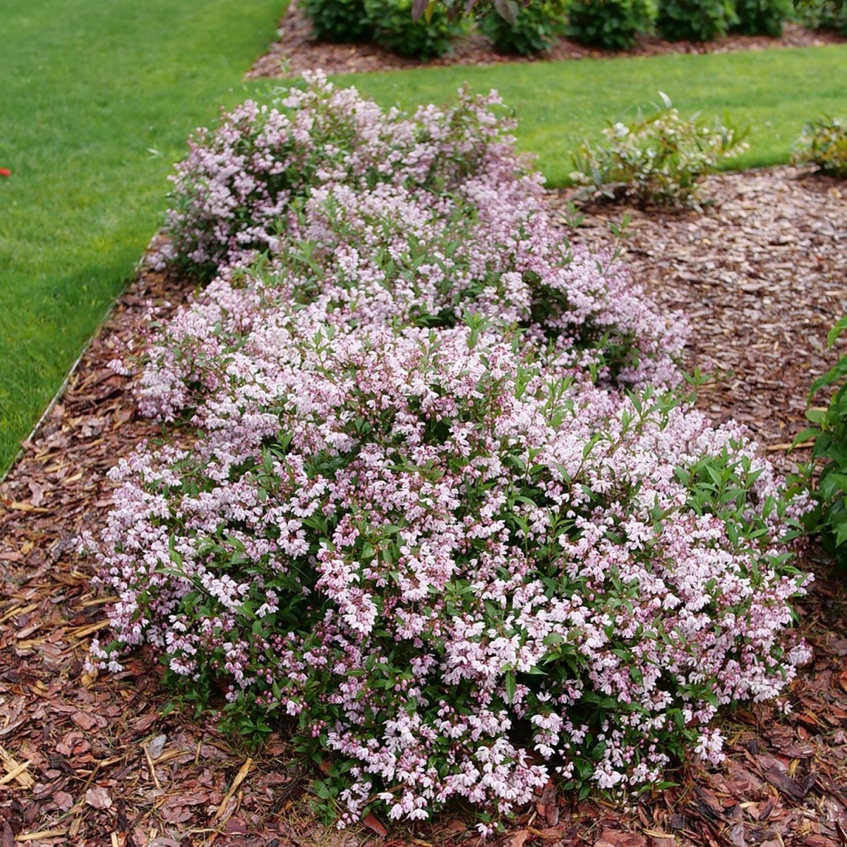 Yuki Kabuki Deutzia - LandscapeDirect