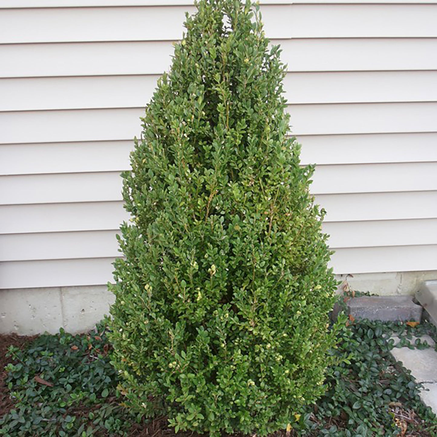 Green Mountain Boxwood Pyramid 7 Gallon