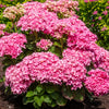 Starfield Hydrangea