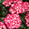 Kimono Hydrangea