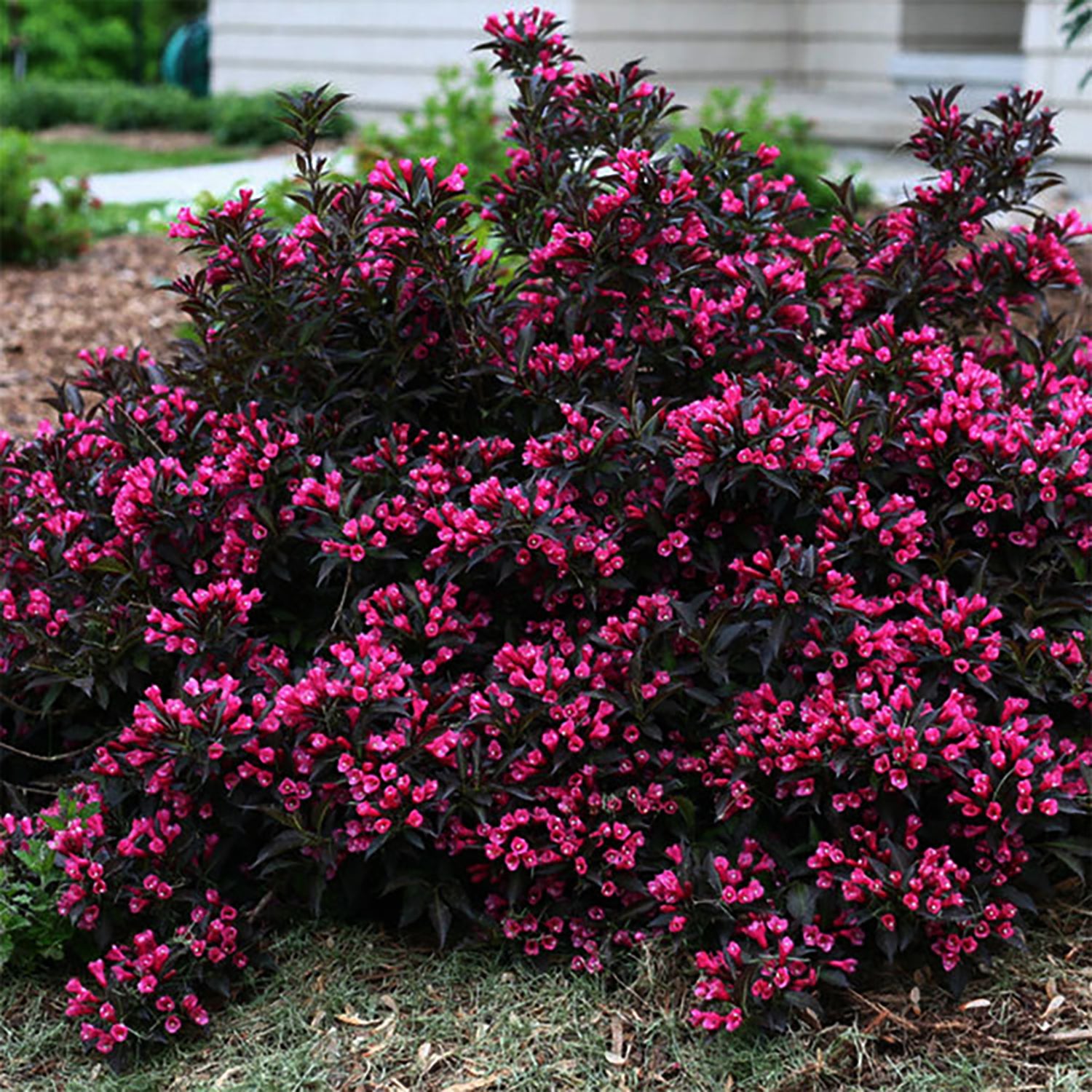Spilled Wine-Weigela – LandscapeDirect Spilled Wine-Weigela – LandscapeDirect