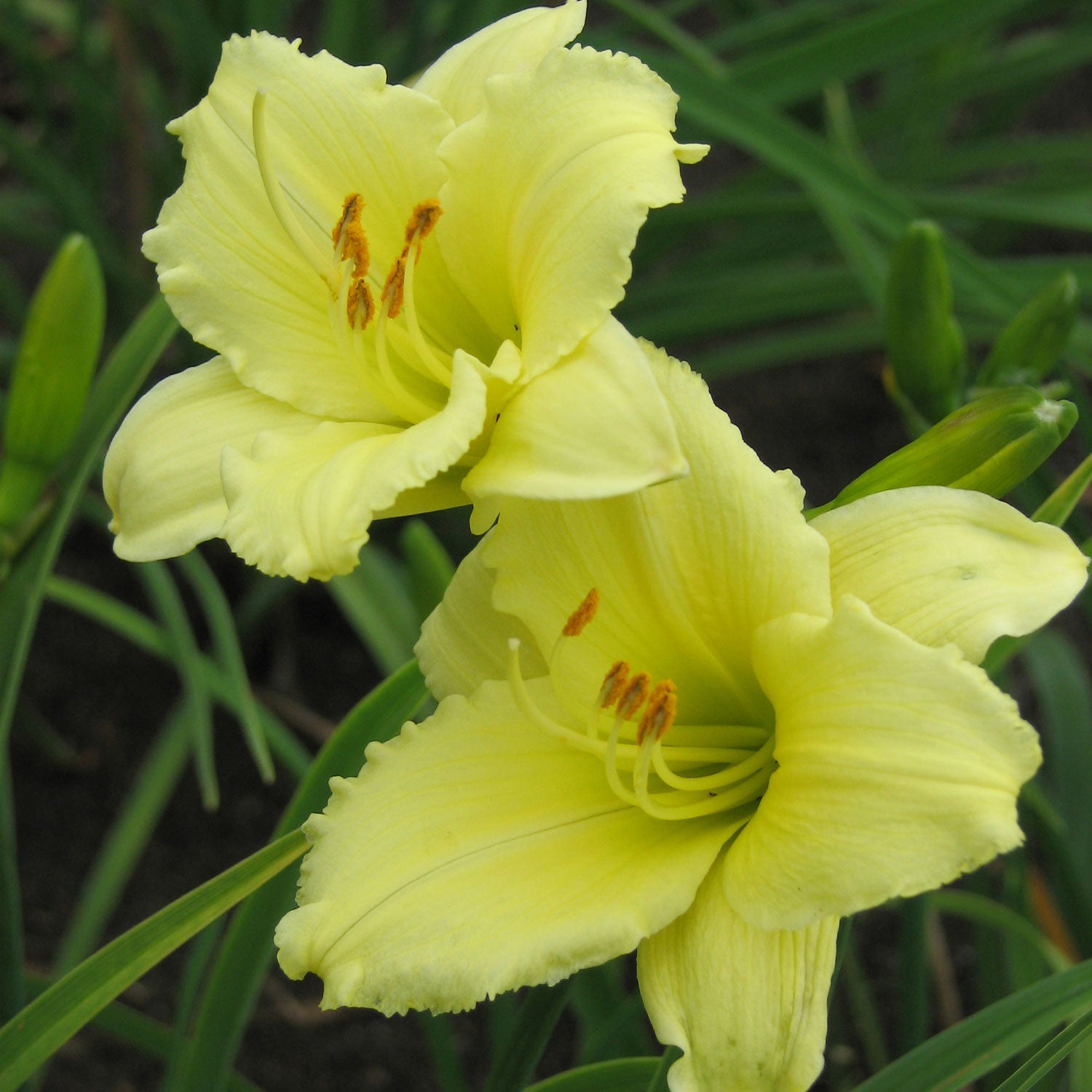 happy-returns-daylily-landscapedirect