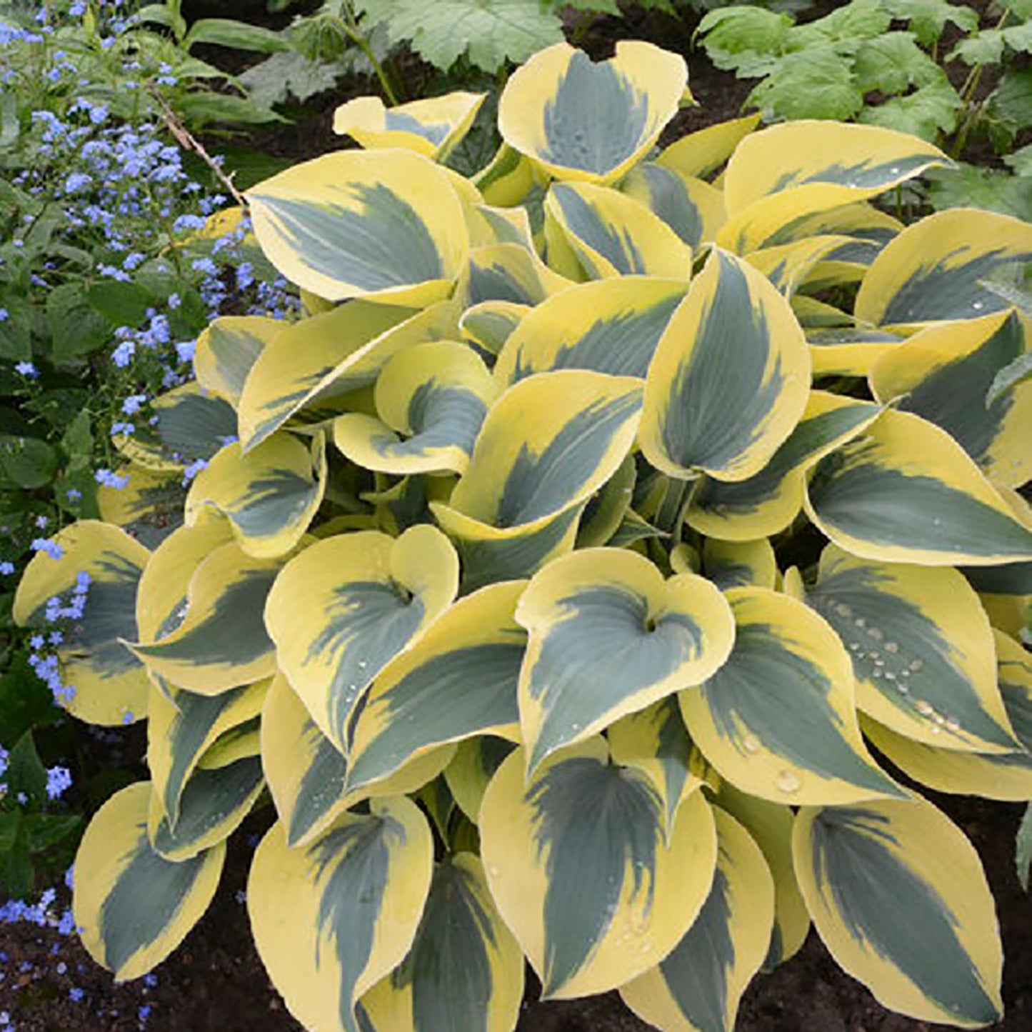 Autumn Frost Plantain Lily 1 Gallon