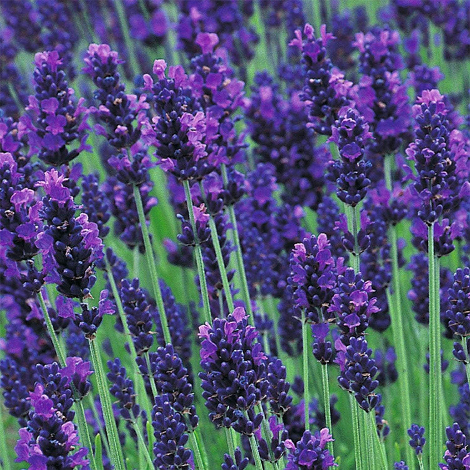 Zone 4 Lavender Plants - Choosing Lavender Varieties For Cold Climates