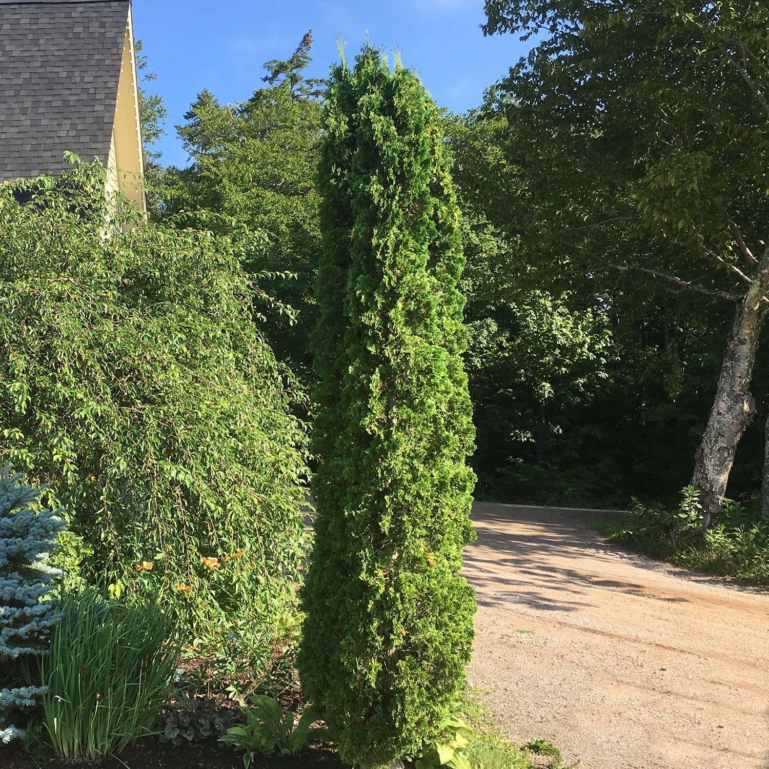Everything You Need to Know About How to Plant an Emerald Cedar –  LandscapeDirect