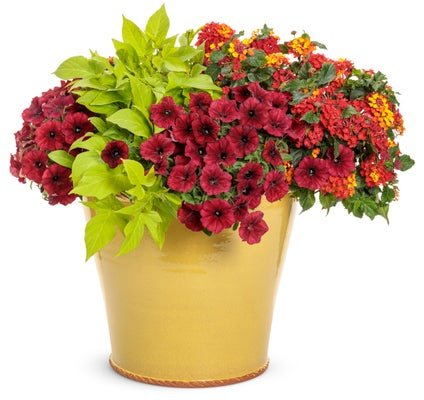 Against the Sun - Patio Container Kit - LandscapeDirect