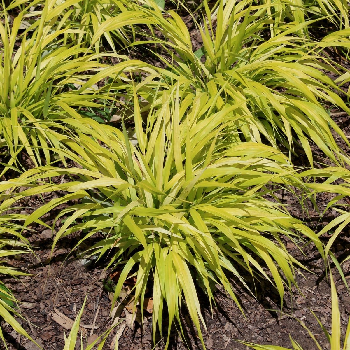 All Gold Forest Grass - LandscapeDirect