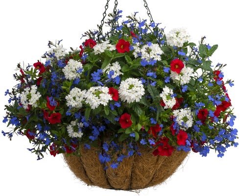 American Pride - Hanging Basket Kit - LandscapeDirect