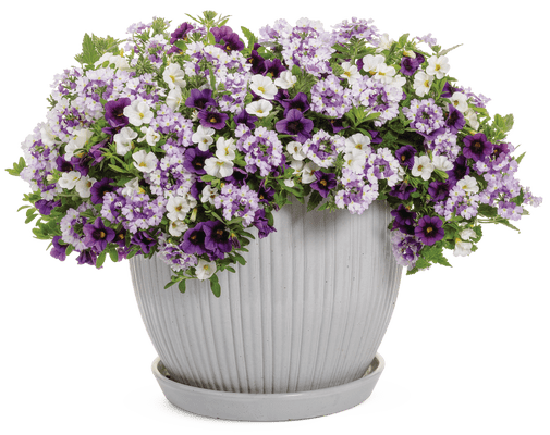 Amethyst Dreams - upright container - Patio Container Kit - LandscapeDirect