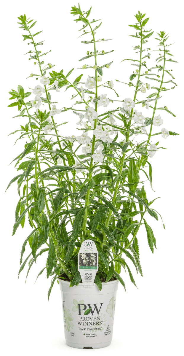 Angelonia Angelface Super White - LandscapeDirect