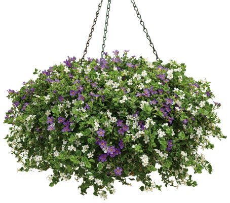 At Your Service - Hanging Basket Kit - LandscapeDirect